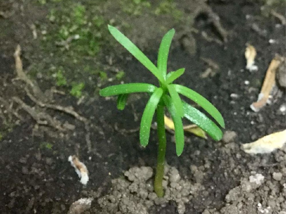 イチイの木　地植え