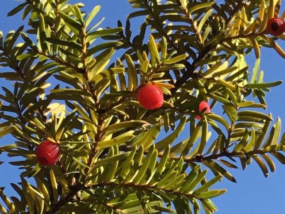 イチイの木　赤い実　青空