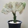 ユーフォルビア・ラクテアの育て方｜植え替え時期や水やりの頻度は？の画像