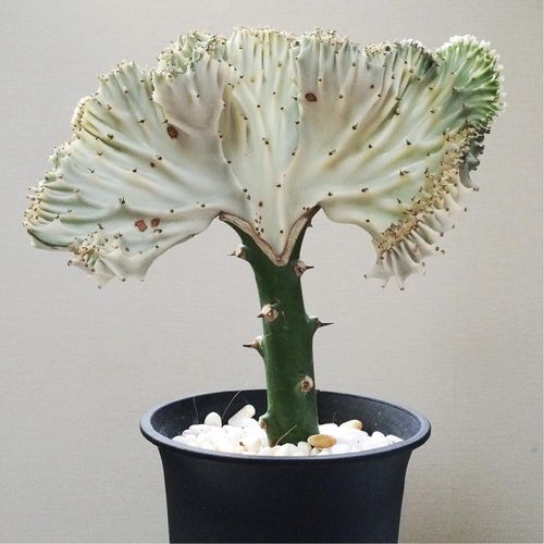 ユーフォルビア・ラクテアの育て方｜植え替え時期や水やりの頻度は  