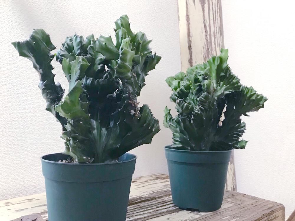 ユーフォルビア・ラクテア　鉢植え　葉