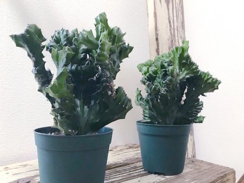 ユーフォルビア・ラクテアの育て方｜植え替え時期や水やりの頻度は 