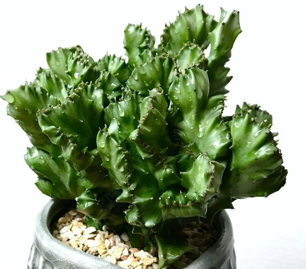 ユーフォルビア・ラクテア Photo byくま 