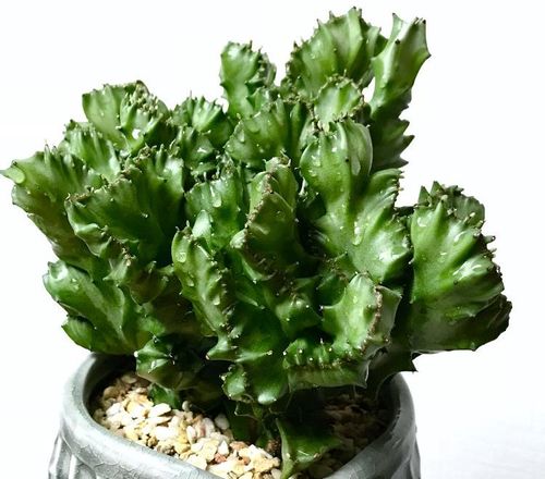 ユーフォルビア・ラクテアの育て方｜植え替え時期や水やりの頻度は  