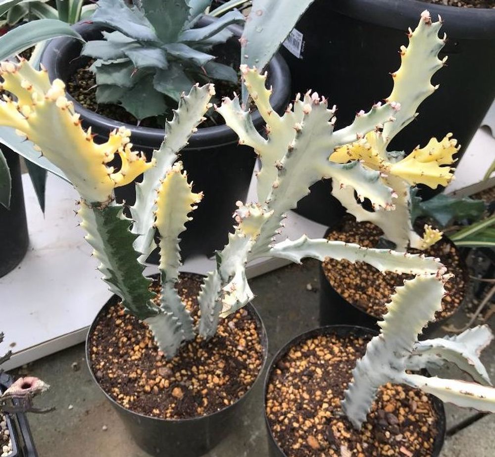 ユーフォルビア・ラクテア Photo by ひろ 