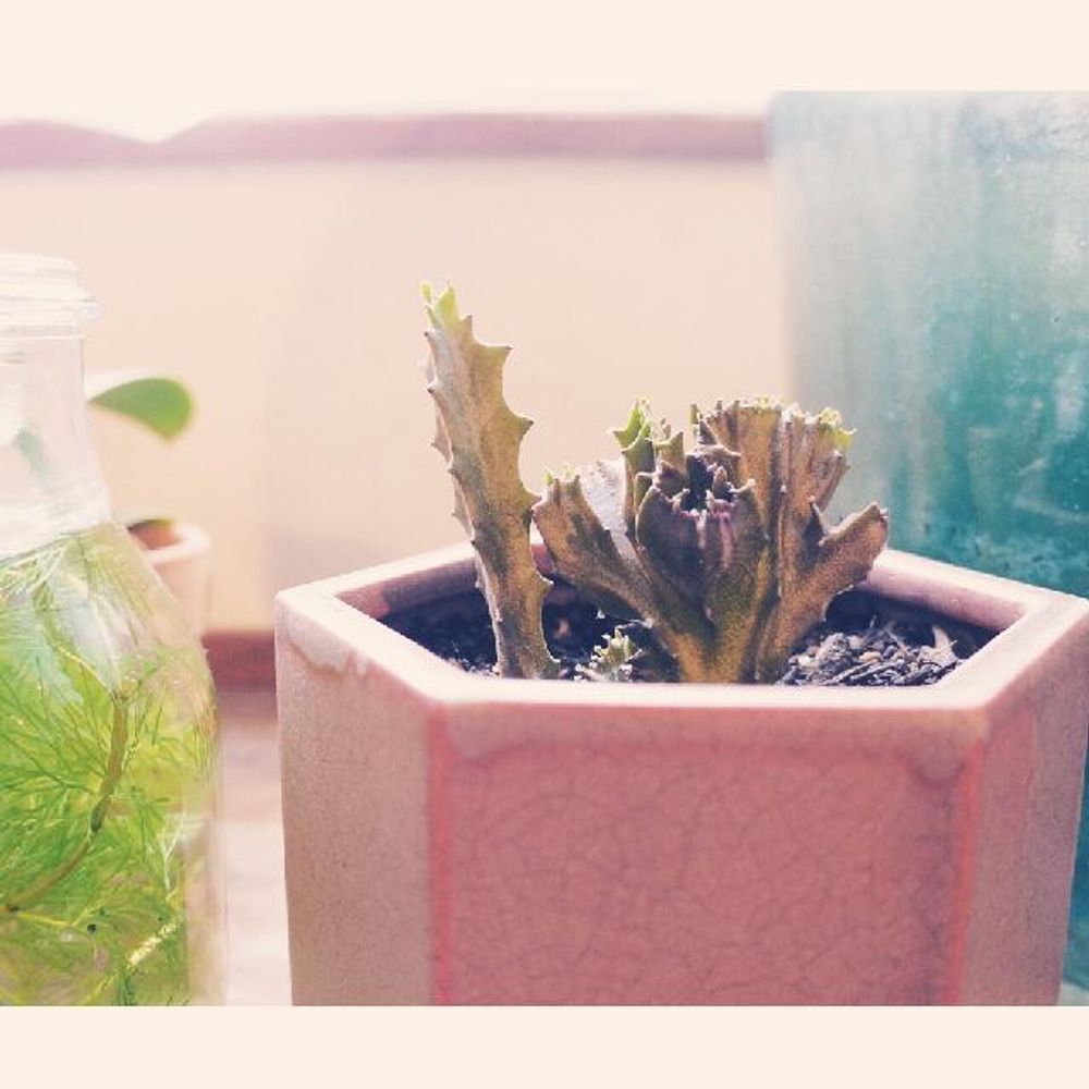 ユーフォルビア・ラクテア Photo by  tiger11