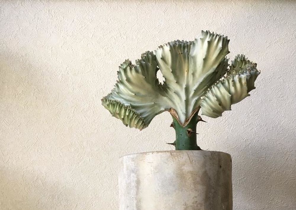 ユーフォルビア・ラクテア Photo by   ringrinco