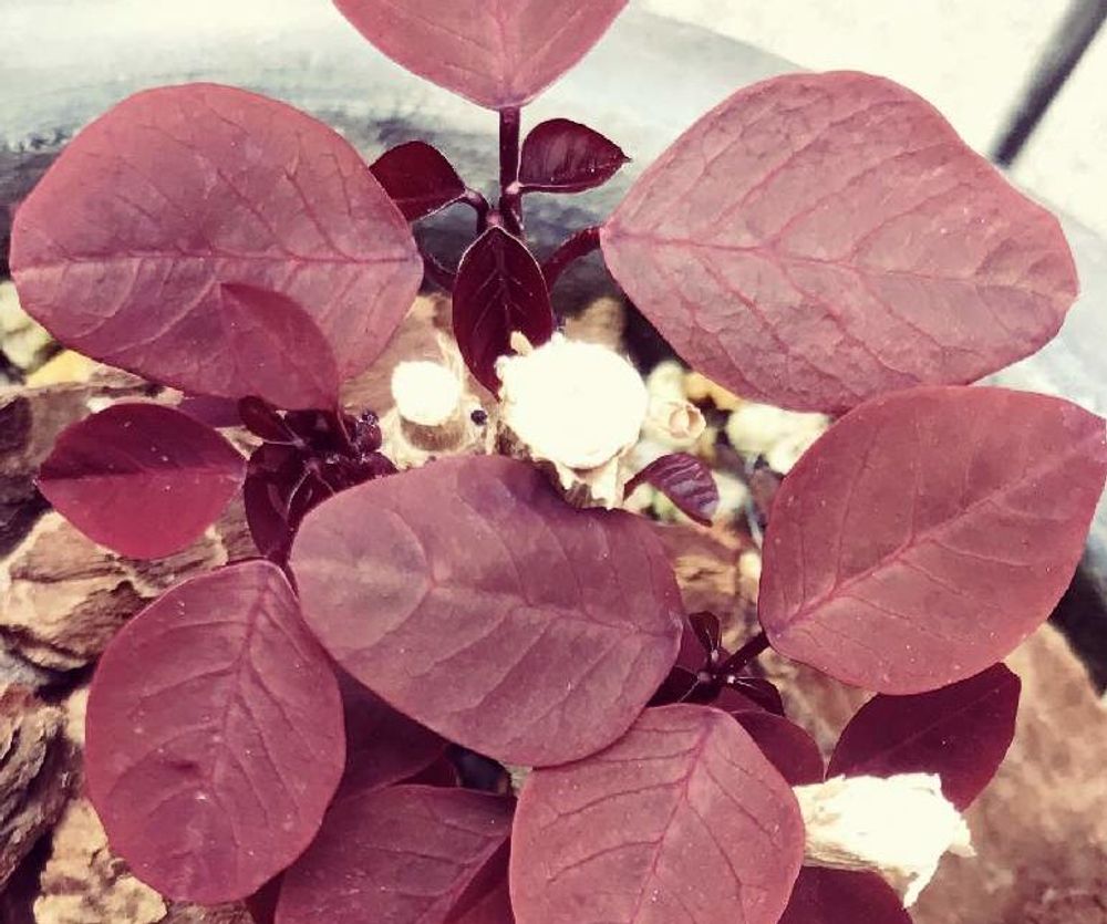 ユーフォルビア・コティニフォリア Photo by tai