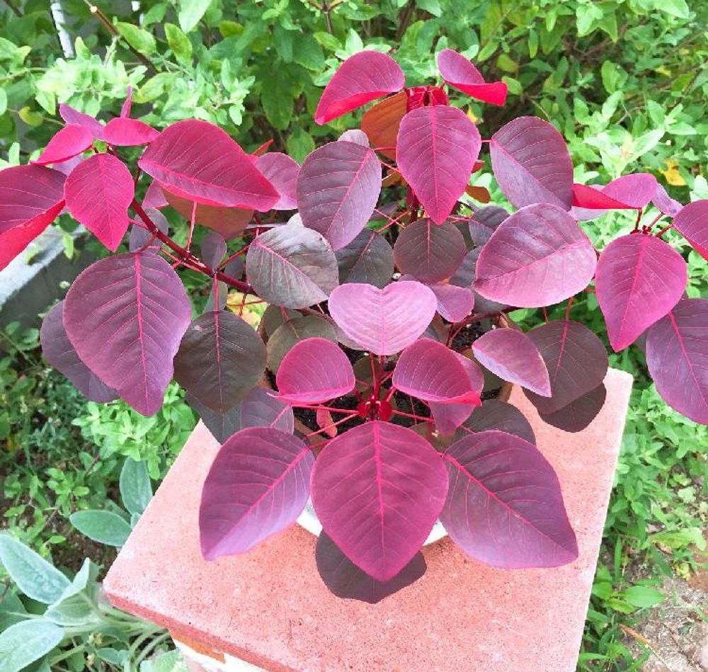 ユーフォルビア・コティニフォリア Photo by naminam