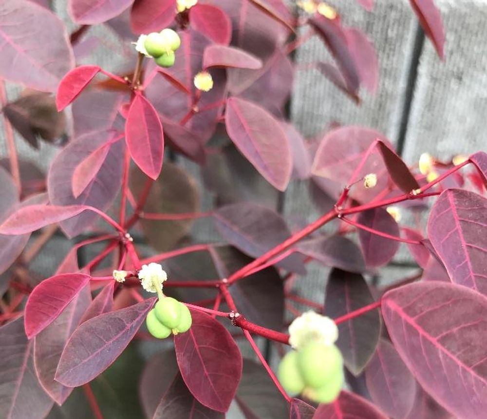 ユーフォルビア・コティニフォリア Photo by ヒーコ