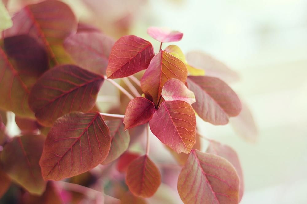 ユーフォルビア・コティニフォリア Photo by はじめ