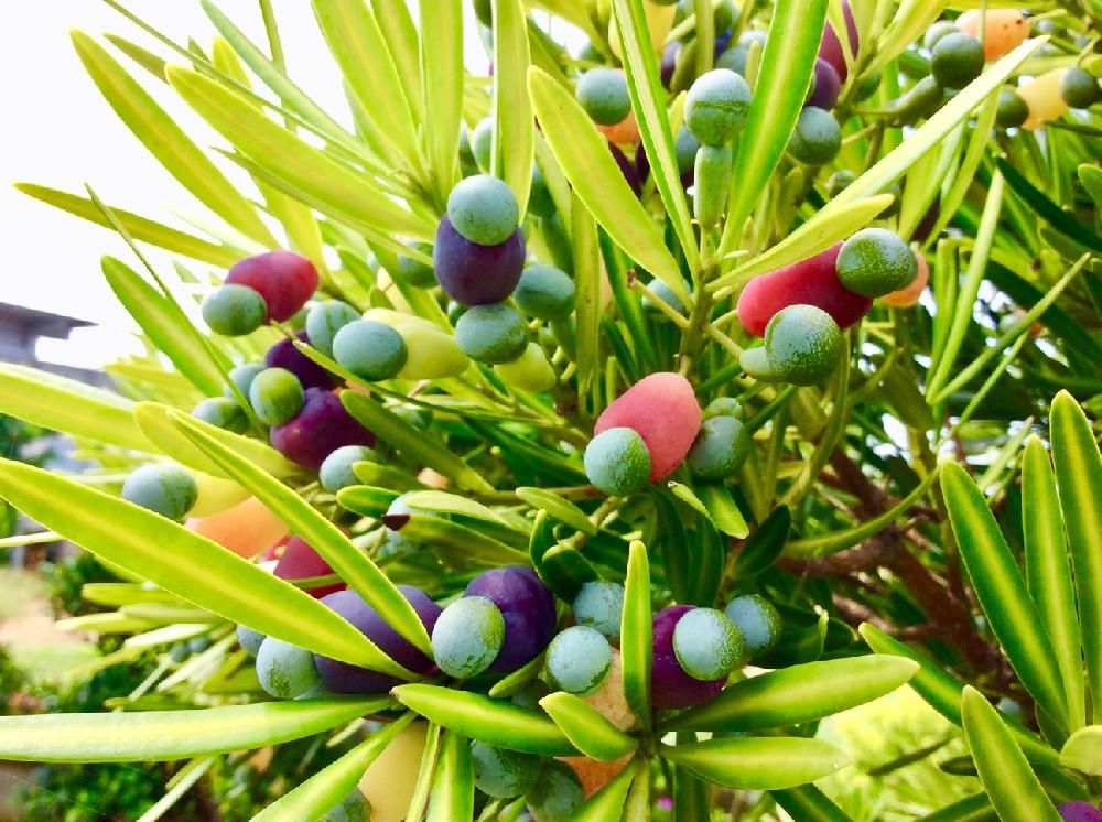 イヌマキの木　実