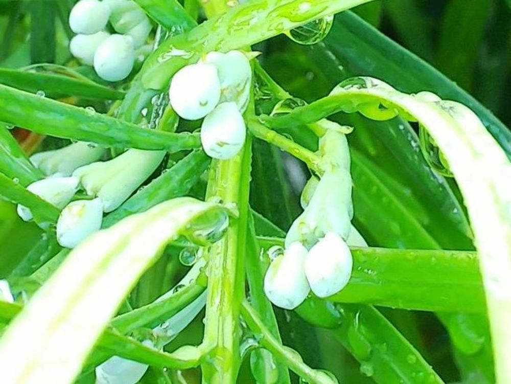 イヌマキの木　葉　水滴