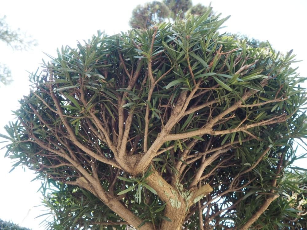 イヌマキの木　枝葉