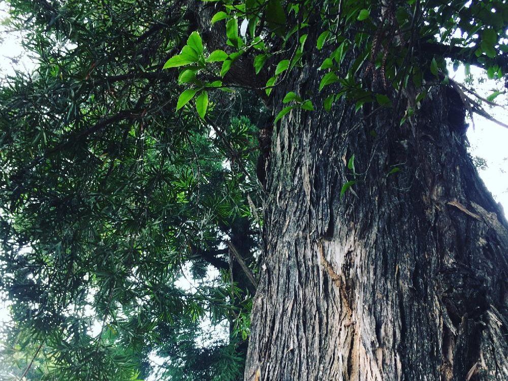 イヌマキの木　緑