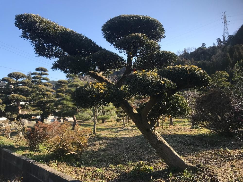 イヌマキの木　青空