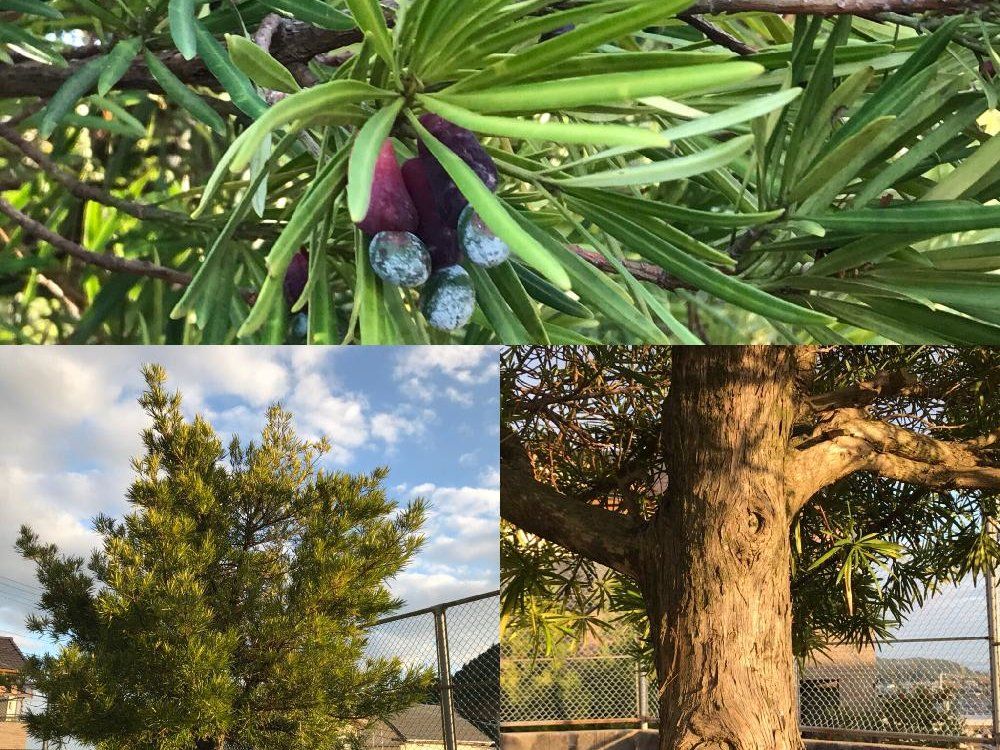 イヌマキの木　葉　街路樹