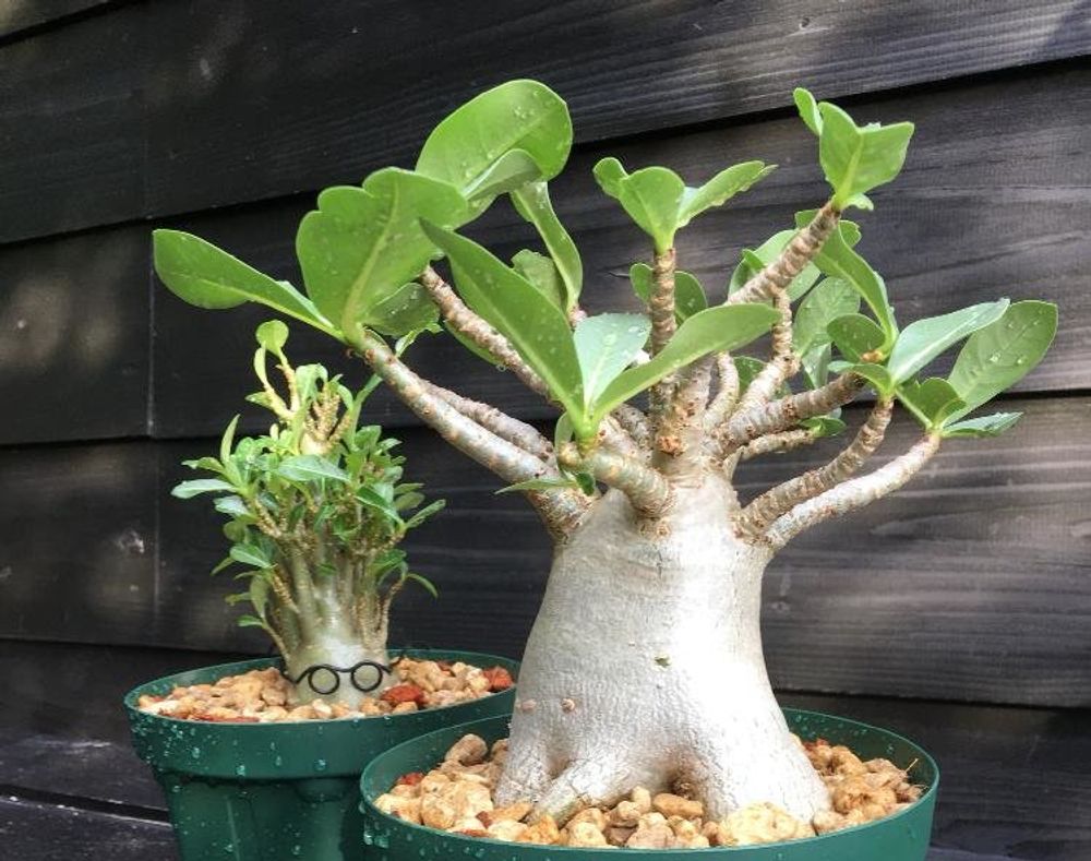 アデニウム・オベスム Photo by なか