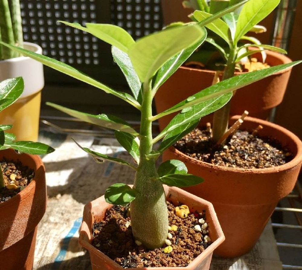 アデニウム・オベスム Photo by itoyoji