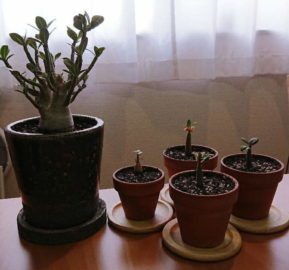 アデニウム・オベスム Photo by HIROSHI