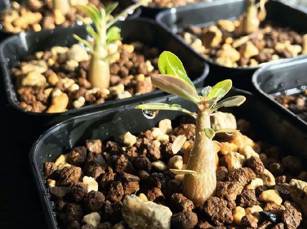 アデニウム・オベスム Photo by morley 