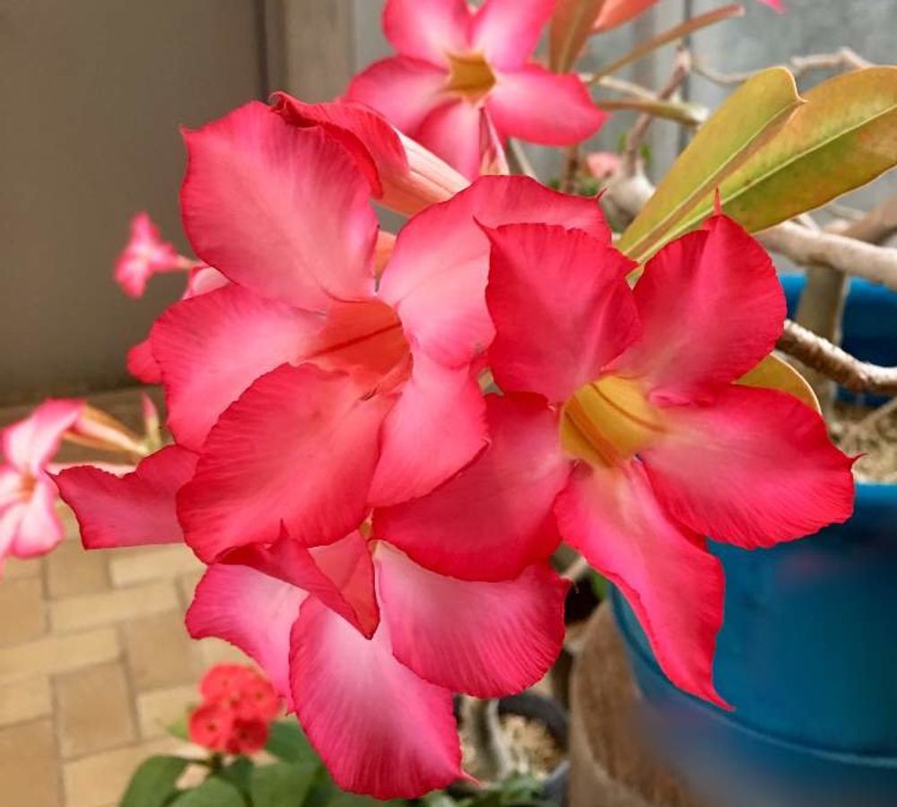 アデニウム・オベスム Photo by laulea