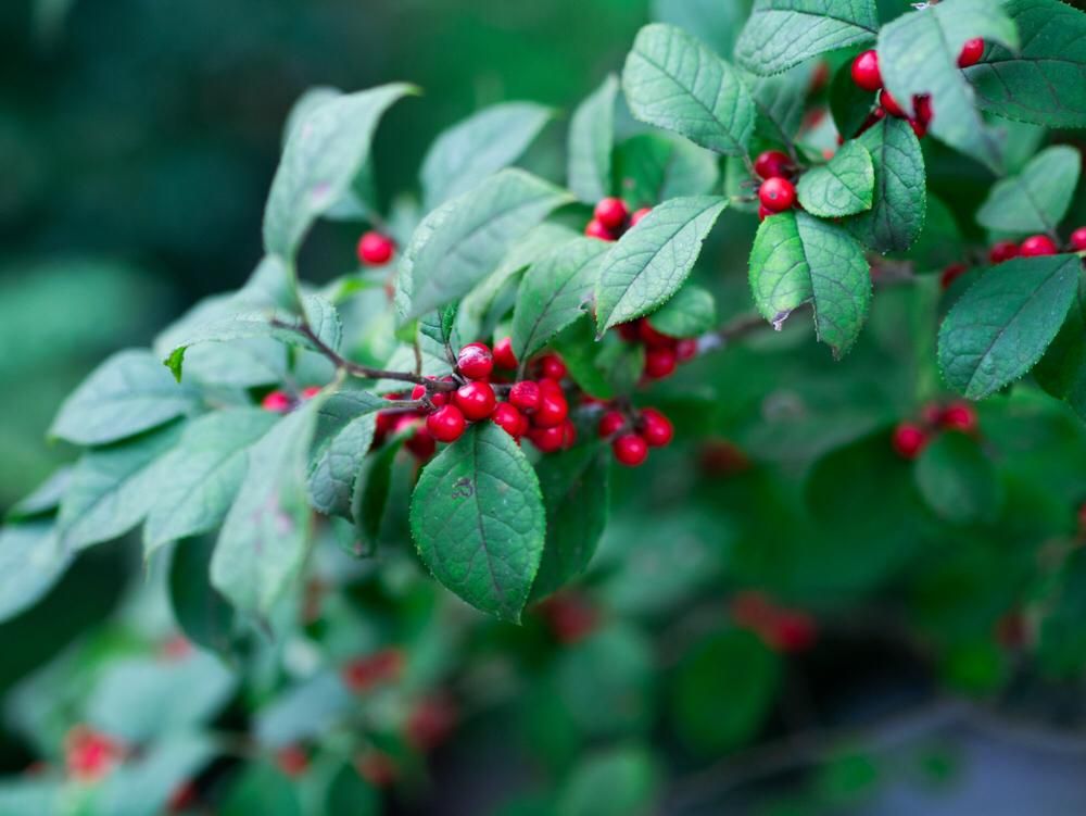 ウメモドキ　赤い実