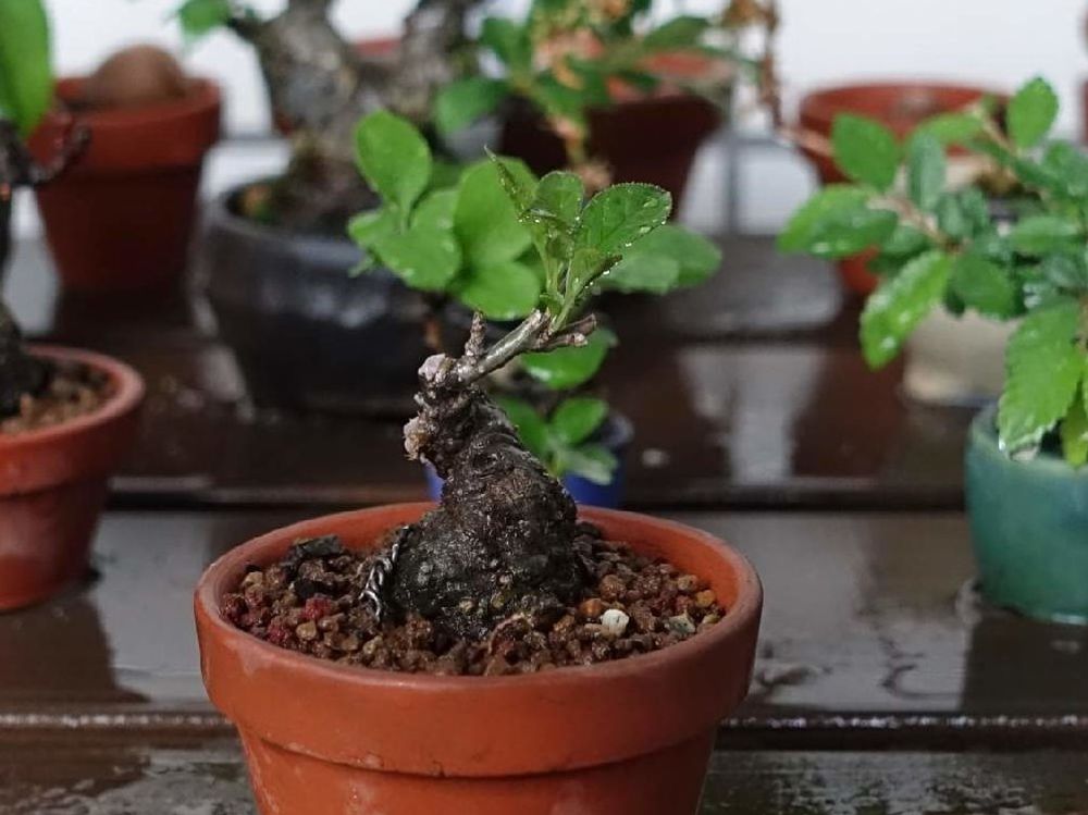 ウメモドキ　鉢植え　株