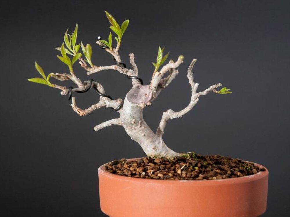 ウメモドキ　鉢植え　株