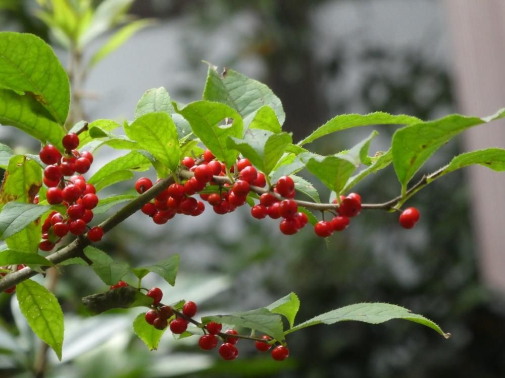 ウメモドキ　赤い実