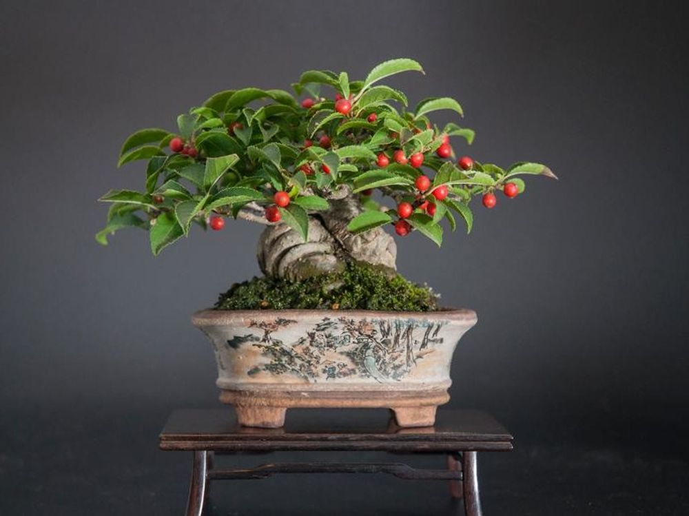 ウメモドキ　盆栽　赤い実