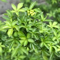 ウコギの育て方｜植え付け場所や水やりの頻度は？の画像