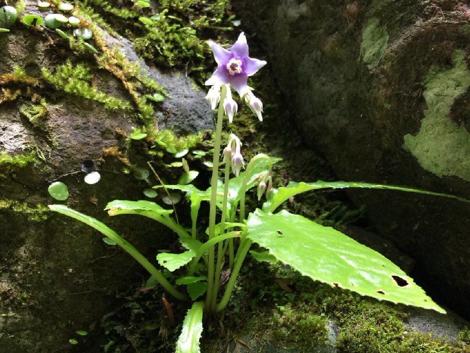 イワタバコ　岩の上　紫色の花