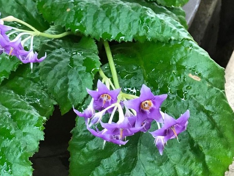 イワタバコ　紫色の花　水滴
