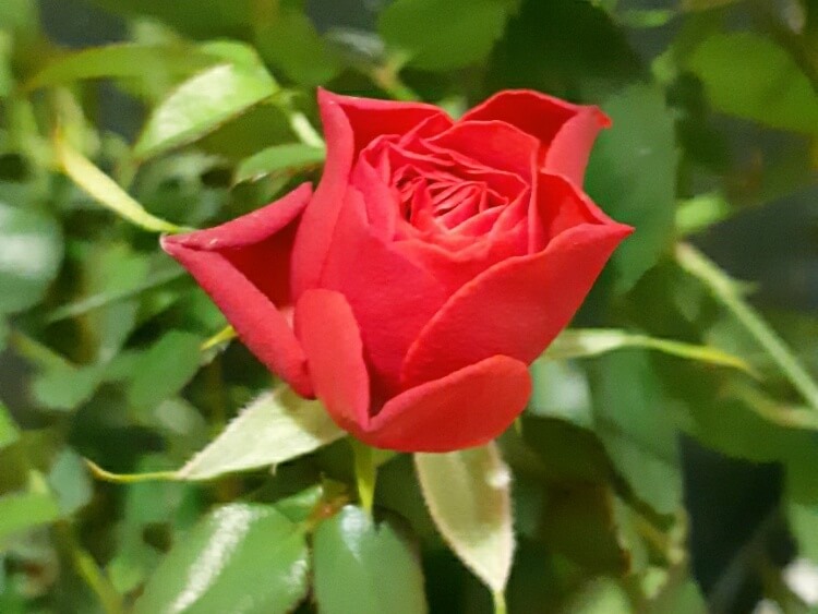 バラ 薔薇 の花言葉 本数や色によって意味が違う 怖い意味もあるって本当 Greensnap グリーンスナップ