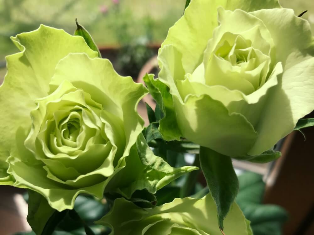 バラ 薔薇 の花言葉 色や本数別の意味は 種類や品種は Greensnap グリーンスナップ