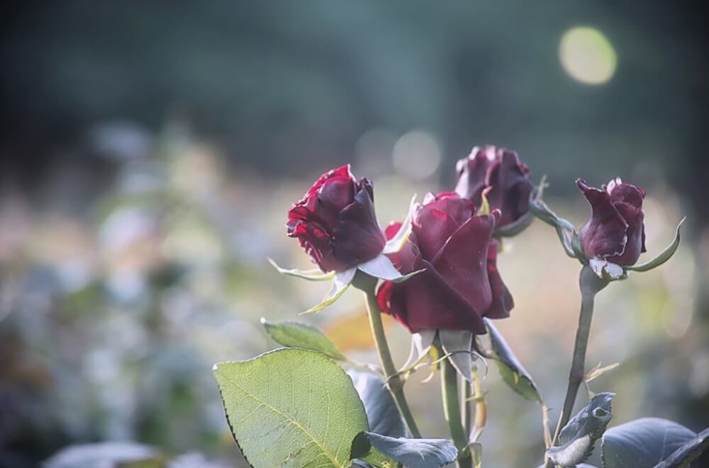 バラ 薔薇 の花言葉 本数や色によって意味が違う 怖い意味もあるって本当 Greensnap グリーンスナップ