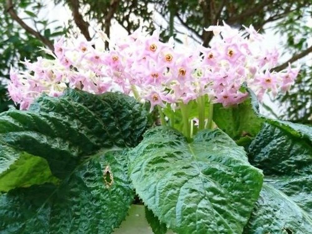 イワタバコ　ピンク色の花　花瓶