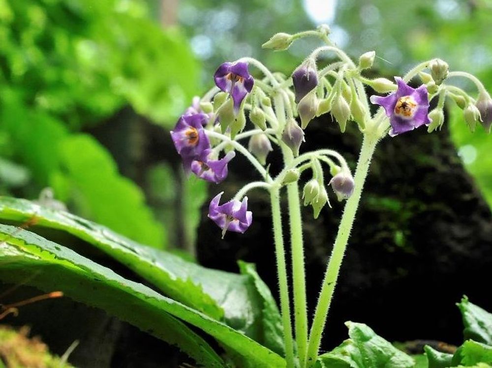 イワタバコ　紫色の花　地植え