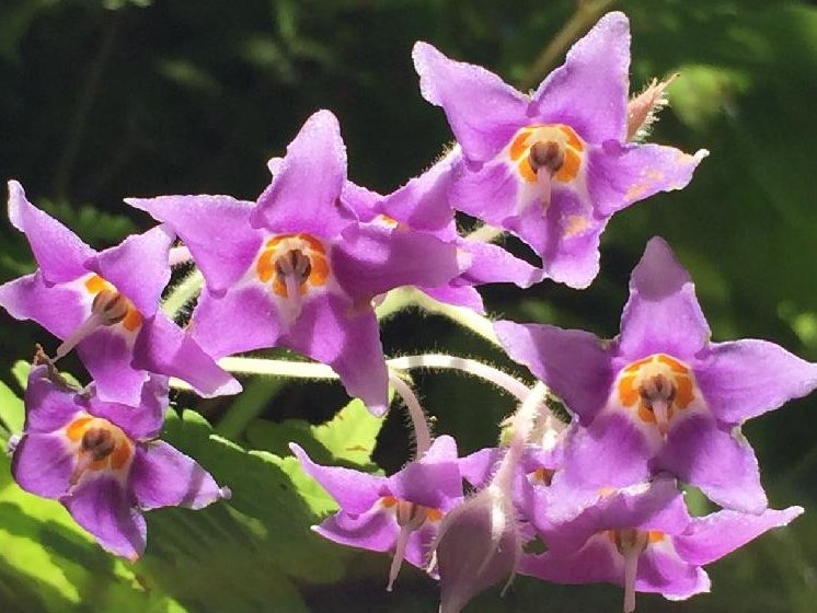 イワタバコ　紫色の花