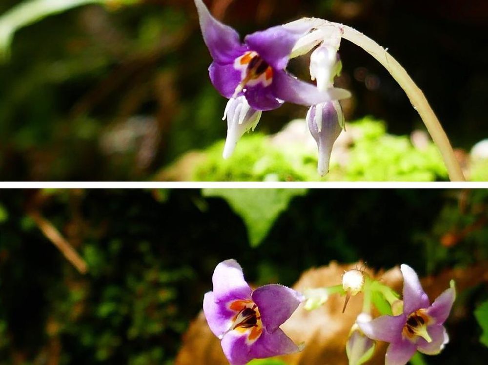 イワタバコ　紫色の花