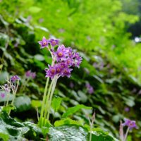 イワタバコの育て方｜植え付けの適所、水やり頻度は？の画像
