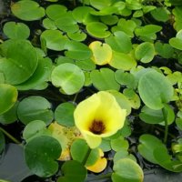 ウォーターポピーの育て方｜水の管理方法は？ビオトープでも育てられる？の画像