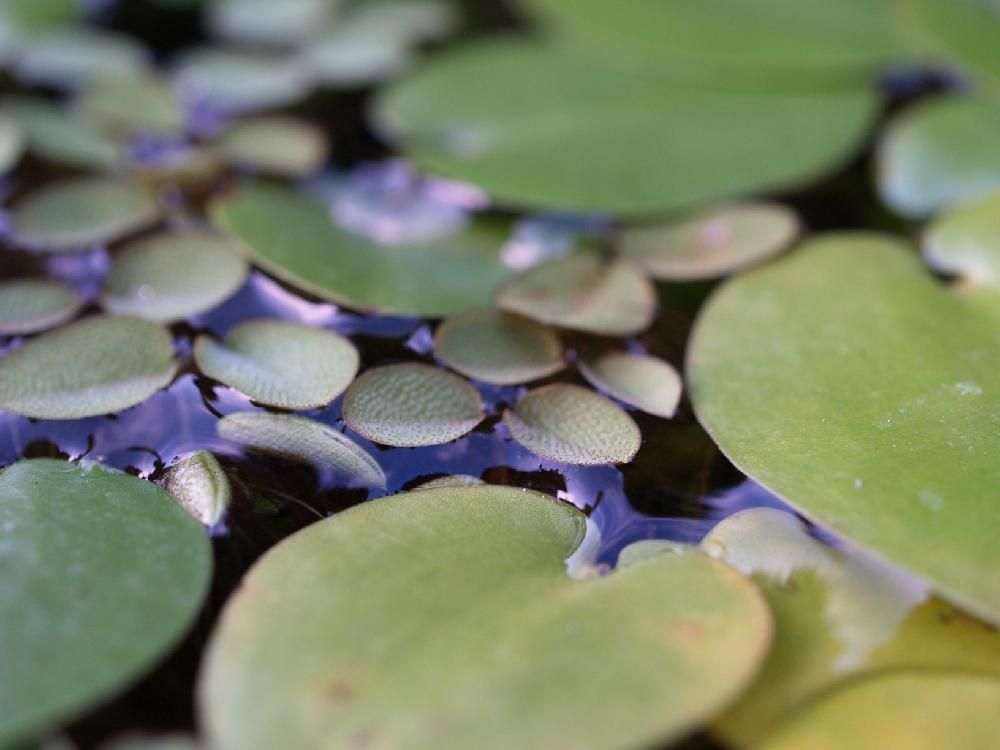 ウォーターポピー　水面　葉