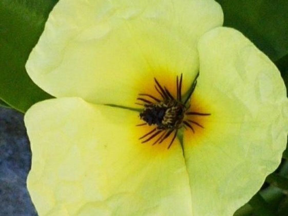 ウォーターポピー　黄色い花