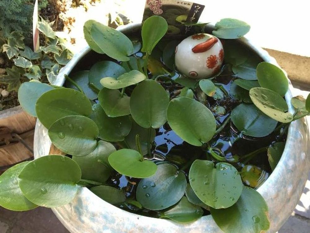 ウォーターポピー　水瓶　葉