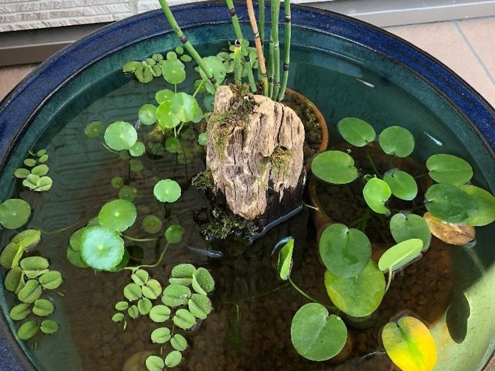 ウォーターポピー　水瓶　葉