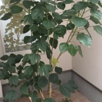 カクレミノの育て方｜種まきや挿し木、剪定の方法は？の画像