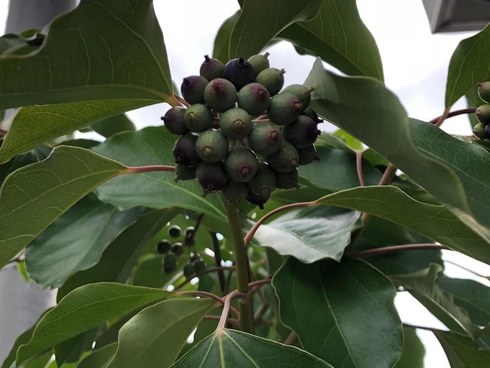 カクレミノ　実