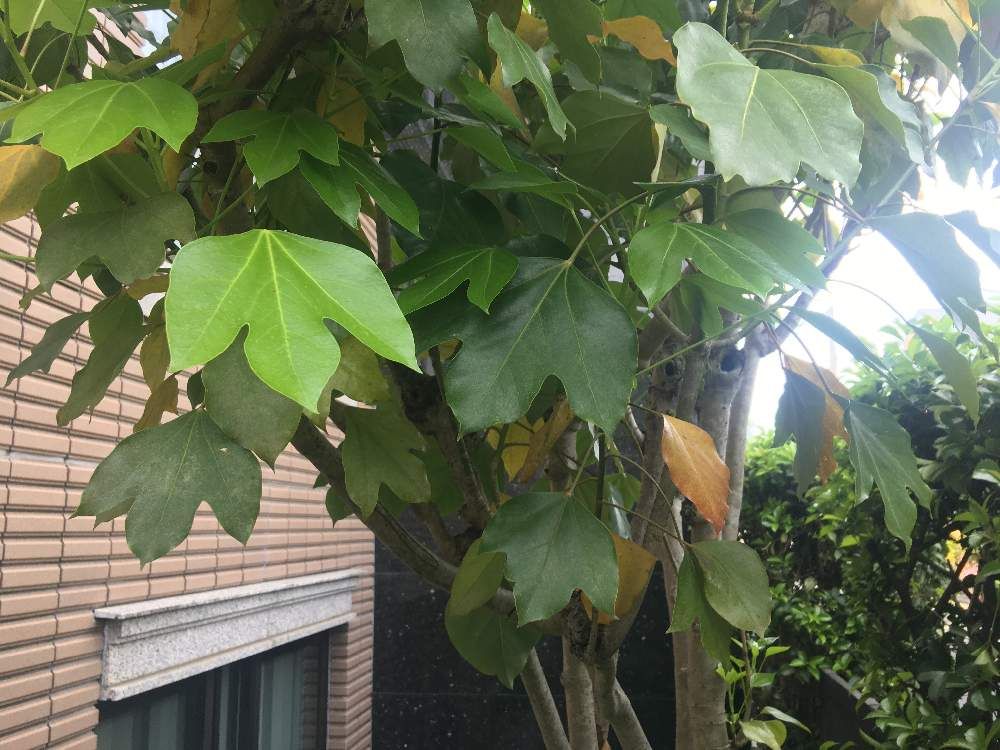 カクレミノ　植木